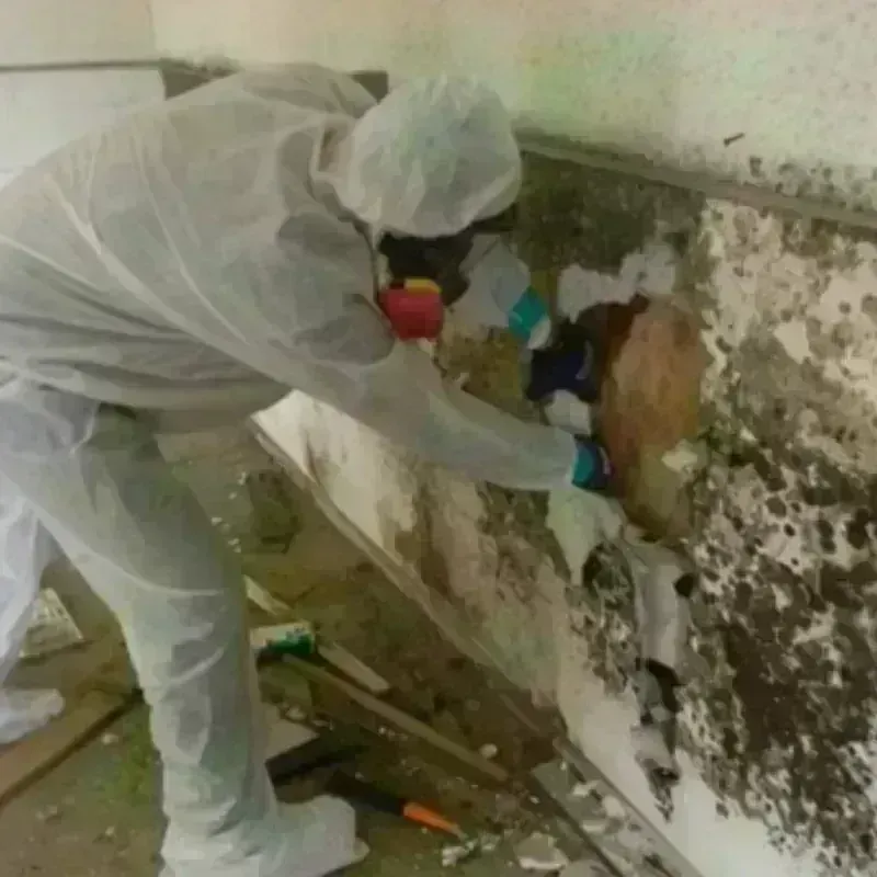 Mold Remediation and Removal in Paso Robles, CA